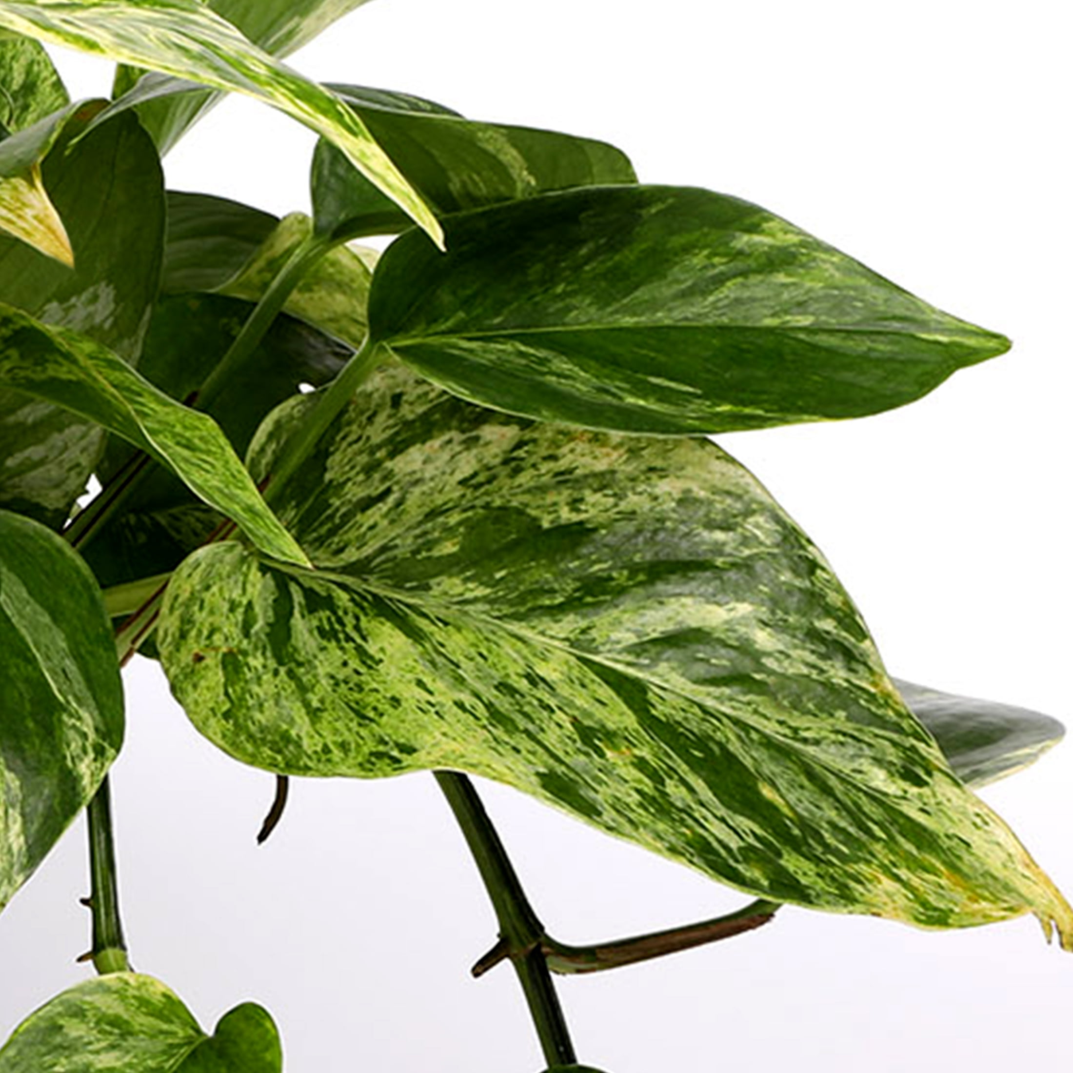 Green Circle Growers 10in Pothos Duo in Ceramic Pot – Live Indoor Plant - Best Dad Ever Pick