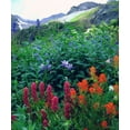 thumbnail image 2 of Talbot Frank, Christopher 15x17 White Modern Wood Framed Museum Art Print Titled - CO, flowers in Yankee Boy Basin in the Rocky Mts, 2 of 4