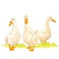 thumbnail image 2 of Vess, June Erica 32x26 Black Ornate Wood Framed with Double Matting Museum Art Print Titled - Quack Squad II, 2 of 4