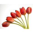 thumbnail image 3 of Frank, Assaf 18x15 Black Modern Framed Museum Art Print Titled - Tulip flowers, 3 of 5