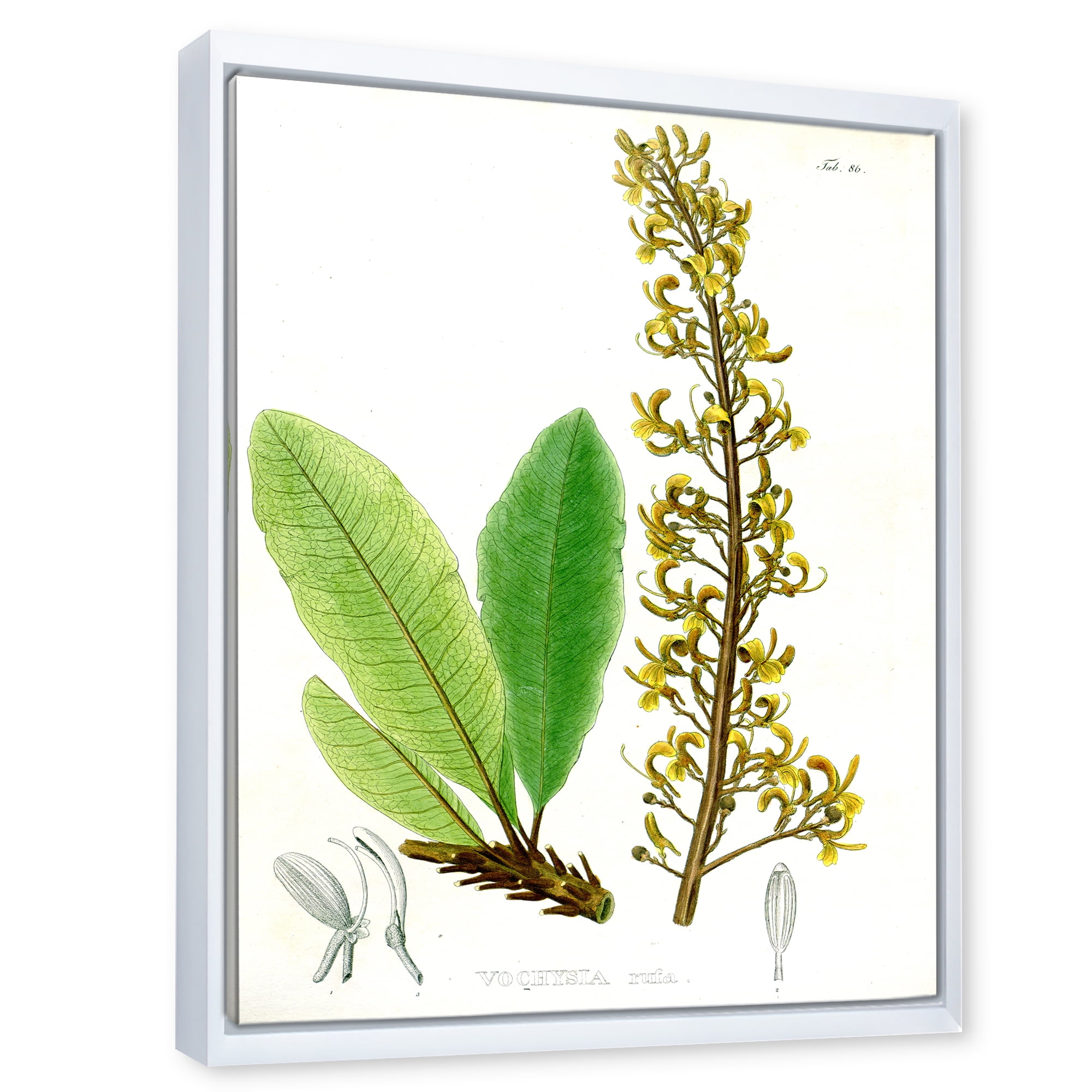 Designart 'Ancient Brazilian Plant IV' Traditional Framed Canvas Wall Art Print
