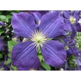 thumbnail image 3 of Clematis Jackmanii - Live Plant in a 4 Inch Growers Pot - Clematis 'Jackmanii' - Starter Plants Ready for The Garden - Beautiful Violet Purple Flowering Vine, 3 of 5