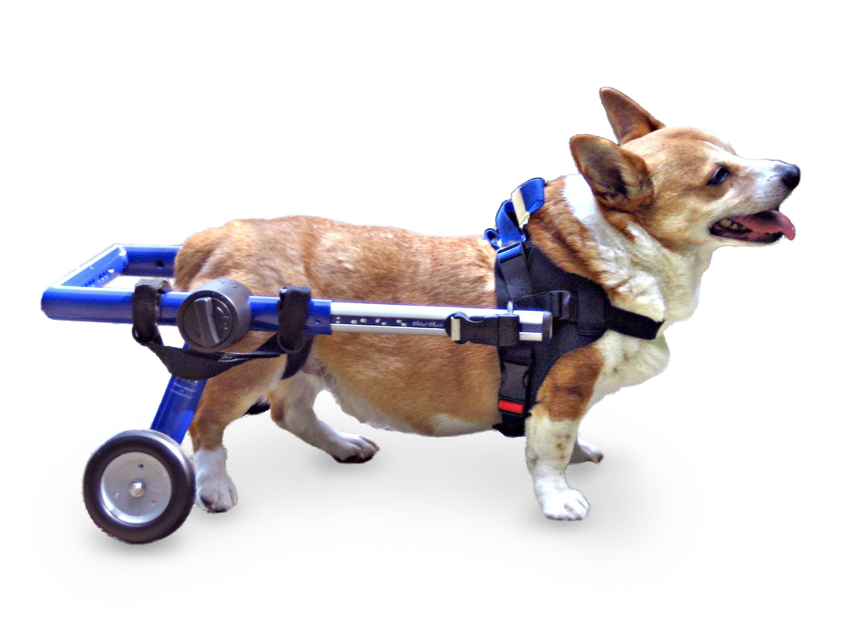 Dog Wheelchair for Medium Dogs 2649 Pounds