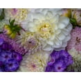 thumbnail image 2 of Gulin, Sylvia 24x20 White Modern Wood Framed Museum Art Print Titled - USA-Washington State-Pacific Northwest Sammamish Dahlia flowers in bloom, 2 of 4