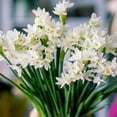 thumbnail image 5 of Paperwhite Fragrant Daffodils,  9 Bulbs - White Narcissus Flowers - Attracts Bees & Butterflies - Spring Blooming, Easy to Grow & Maintain, 5 of 7