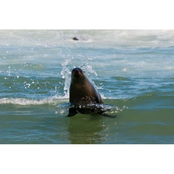 Cape fur seal, Arctocephalus pusilus, Skeleton Coast NP, Namibia. Poster Print by Sergio Pitamitz (24 x 15)