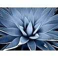 thumbnail image 2 of Jensen, Mia 18x15 White Modern Wood Framed Museum Art Print Titled - Succulent Indigo III, 2 of 4