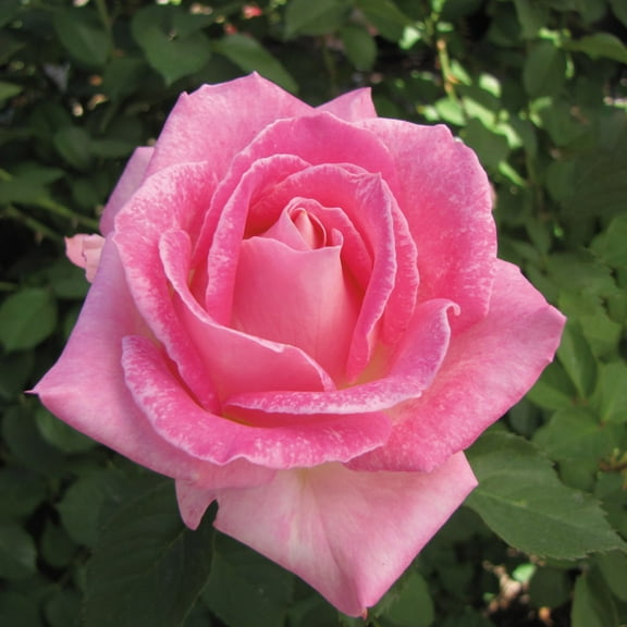 Heirloom Roses - Painted Porcelain™ Hybrid Tea Rose Plant