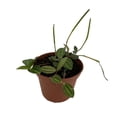 thumbnail image 2 of Beetle Peperomia angulata - 2.5" Pot, 2 of 2