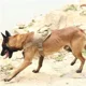 thumbnail image 4 of Correa De Pecho Táctica P/perros ,nylon Ajustable Con Mango, 4 of 8
