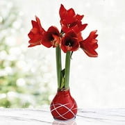 Red Picasso Base Waxed Amaryllis Flower Bulb with Stand | Real Blooming Indoor Flowers | No Water Needed
