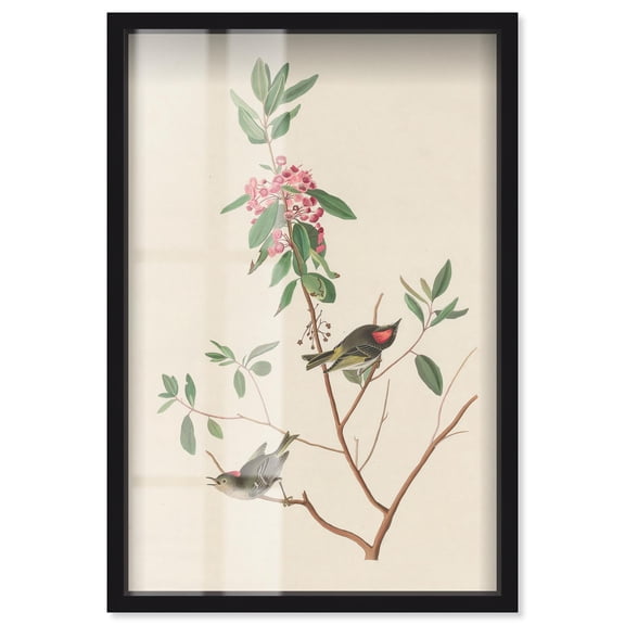 Mountain Laurel Shadowbox Print Botanical Art by Art Remedy, Black Frame, 10 x 15