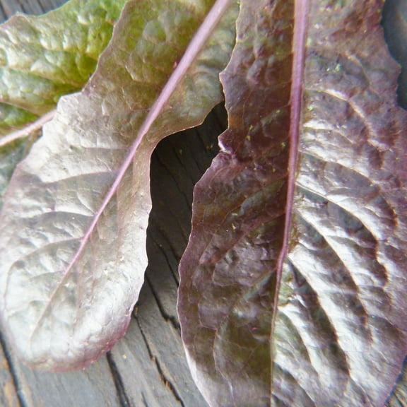 Organic Merveille Des Quatre Saisons Lettuce 500 mg ~300 Seeds - Organic, Heirloom, Open Pollinated, Non-GMO, Farm & Vegetable Gardening & Micro Greens Seeds