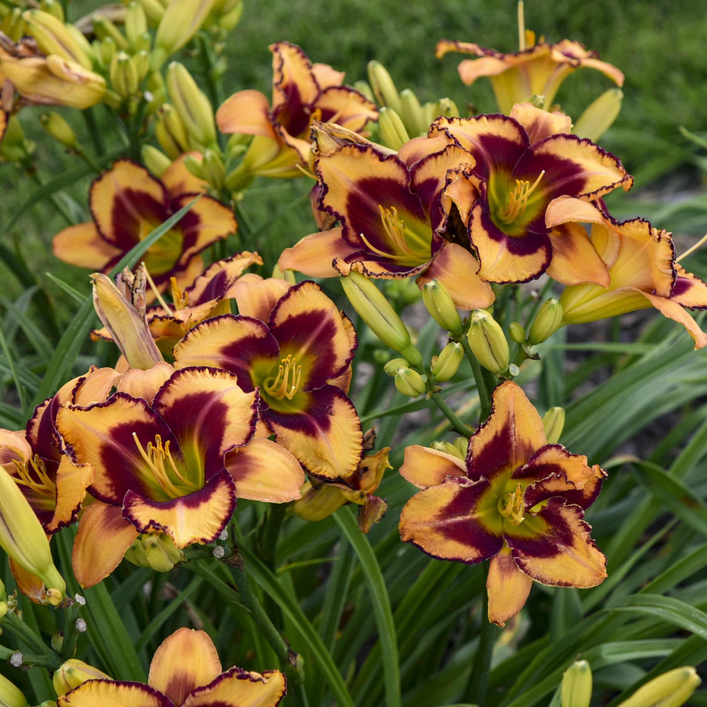 Bare Root Hemerocallis Blazing Glory Live Perennial Plant with Yellow and Maroon Flowers (2-Pack)