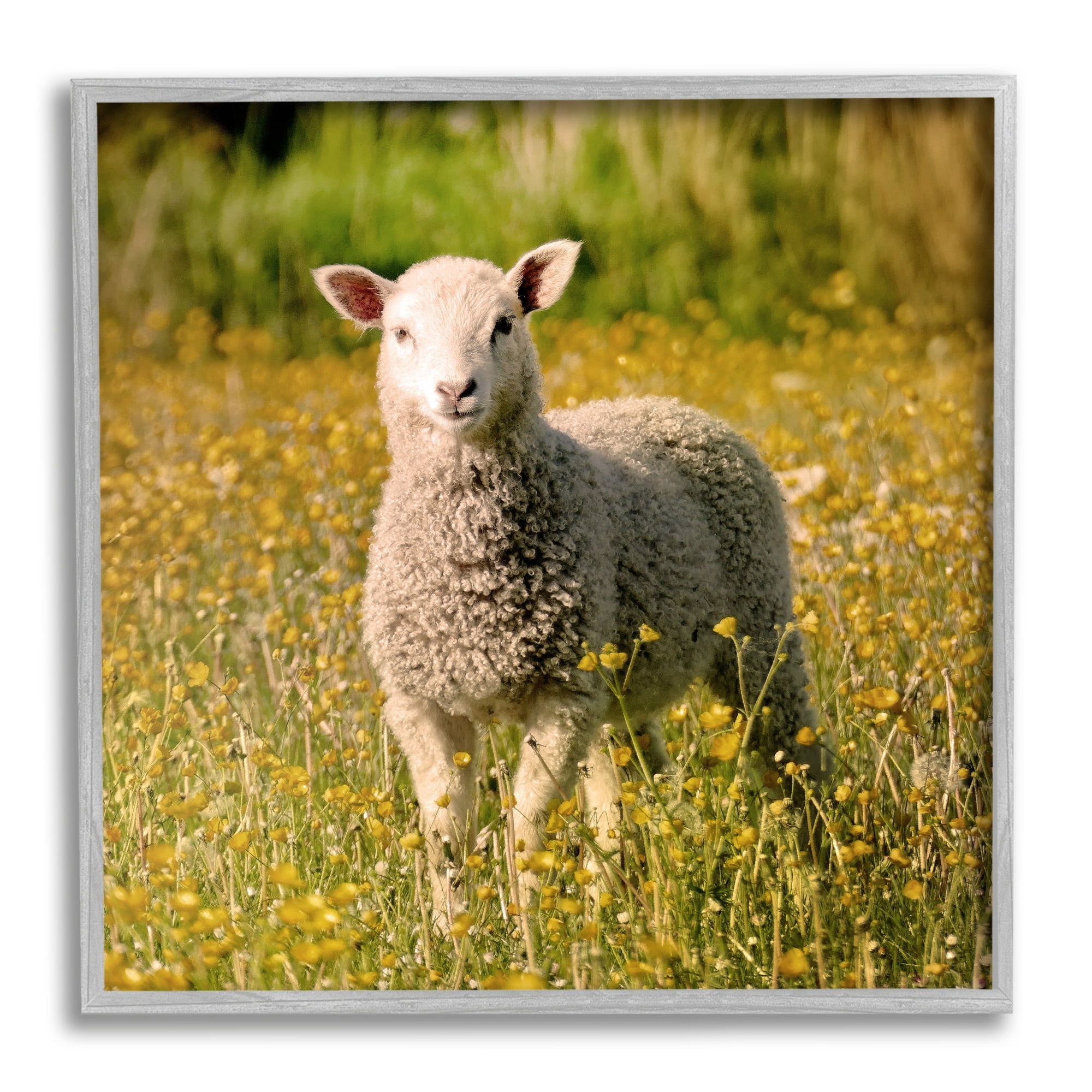 Stupell Industries Alert Baby Lamb Gazing Yellow Wild Flower Blossoms Photograph Gray Framed Art Print Wall Art, Design by Daphne Polselli