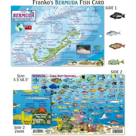 - Franko Maps Bermuda Fish ID for Scuba Divers and Snorkelers