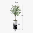 thumbnail image 4 of Artificial Tree in Contemporary Planter, Fake Eucalyptus Silk Tree for Indoor and Outdoor Home Decoration - 66" Overall Tall (Plant Pot Plus Tree), 4 of 5