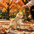 thumbnail image 6 of PEONAVET Cat Harness and Leash Set, Color Blocked Pet Strap and Leash Set Breathable Mesh Vests with Adjustable Straps Suitable for Small and Medium Cats and Dogs(Orange), 6 of 7