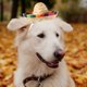thumbnail image 4 of unbranded Para Perros Estilo Mexicano Multicolor Y Cómoda Para, 4 of 7