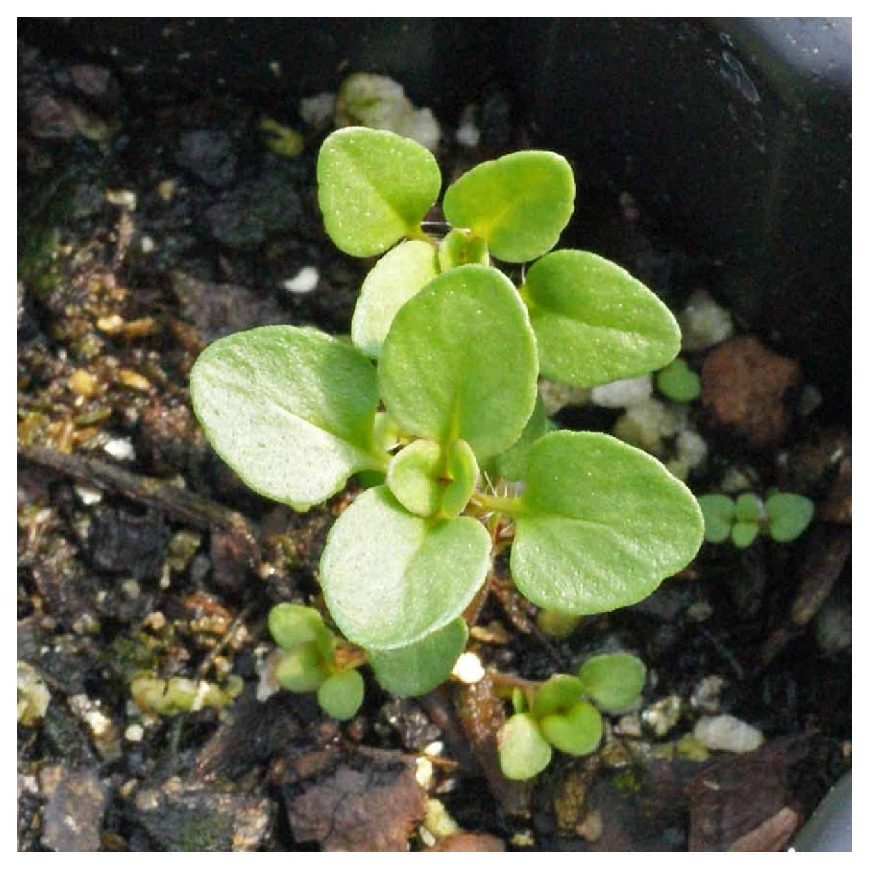 Everwilde Farms - 1 oz Creeping Thyme Garden Flower Seeds - Gold Vault Bulk Seed Packet