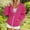Hot Pink, variant on Letdown Oversized Zip Up Hoodie Women Fall Fashion Long Sleeve Hooded Sweatshirts Casual Y2K Jacket 2025 Winter Coats Clothes (Beige, M)