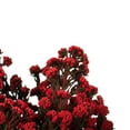 thumbnail image 5 of Vickerman 22" Natural Phylica Red bunch, Preserved, 5 of 6