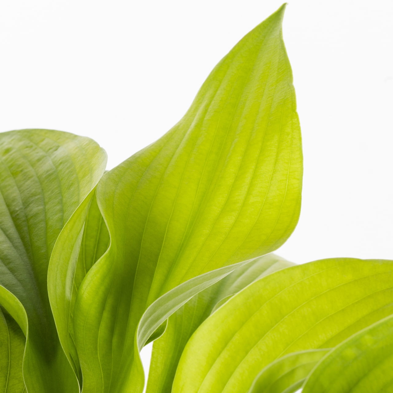 Expert Gardener Hosta Live Perennial Plant, 1.5PT Grower Pot, Green, 5-Pack