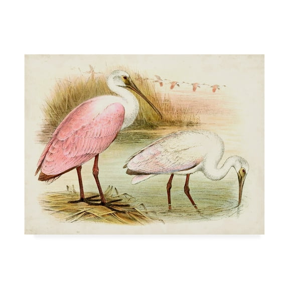 Trademark Fine Art 'Roseate Spoonbills I' Canvas Art by Unknown
