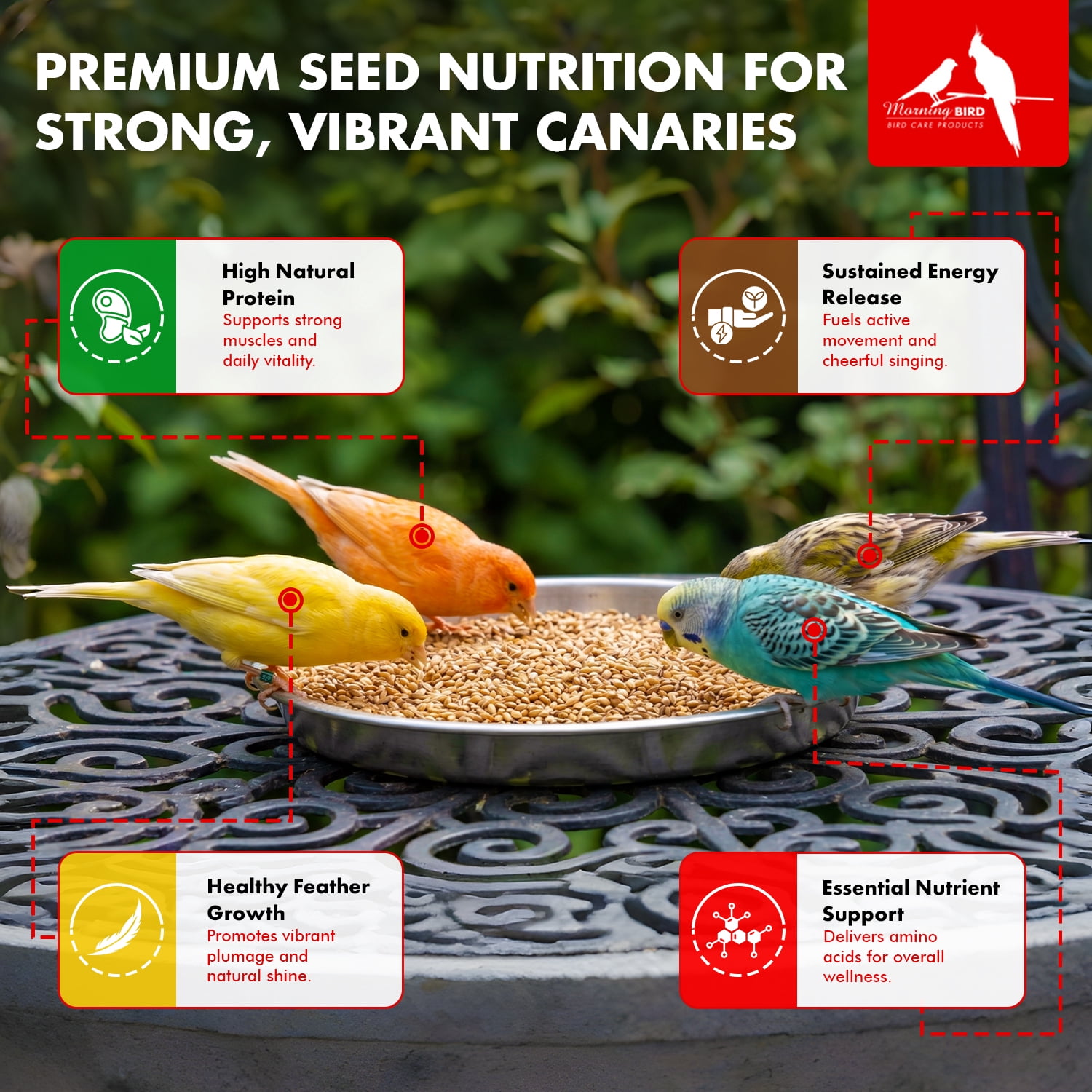 Morning Bird Canary Seed 9 lb – Bird Food for Canaries & Finches – Natural Seed Blend for Healthy Feathers & Daily Nutrition