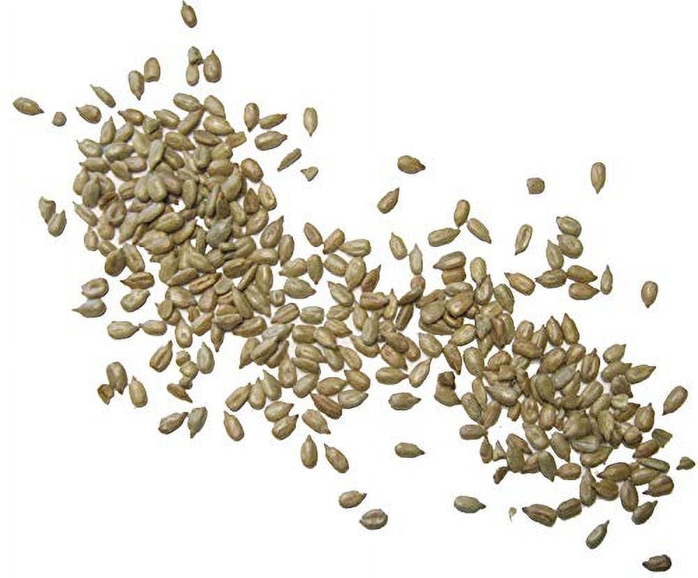Good Sense Roasted No Salt Shelled Sunflower Seeds 8 oz (Pack of 5)
