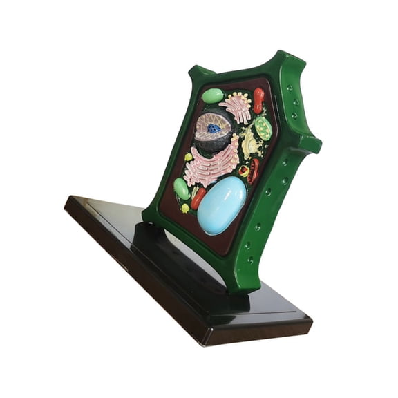 Jesscasday Plant Anatomy Model Biology Science Model Plant Cell Model Biology Teaching Aid