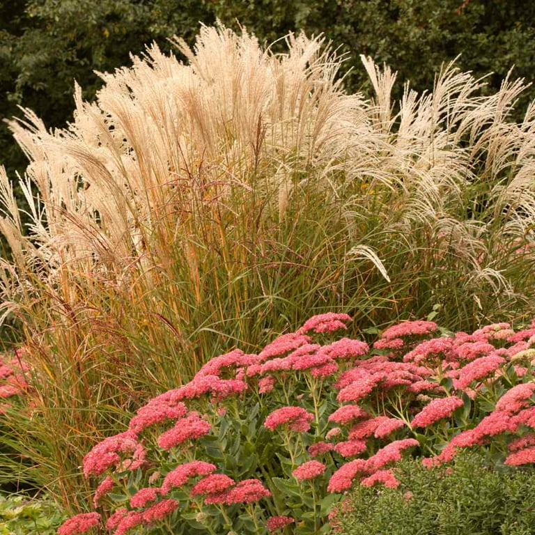 Miscanthus Sinensis Chinese Silver Drought Tolerant Miscanthus Sinensis Chinese Silver Drought Tolerant