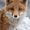 Red Fox Winter Snow Portrait, variant on Qisvanset Red Fox in Snow Canvas Wall Art 15.75x11.81 INCHES
