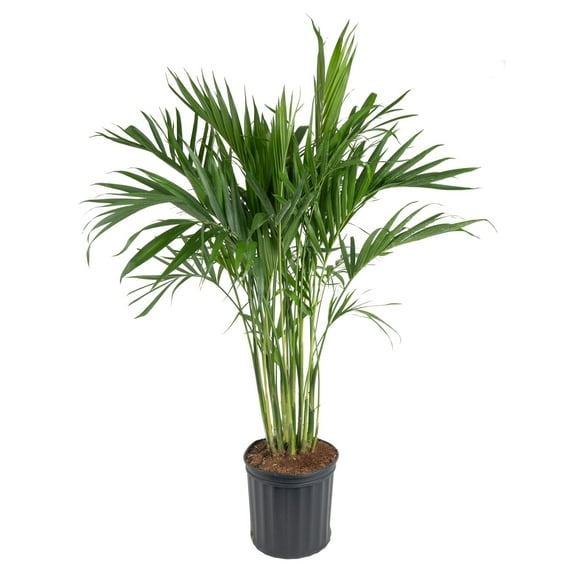Costa Farms 36-48" Tall Cat Palm, Bright Indirect Sunlight, Indoor Live House Plants in Nursery Pot