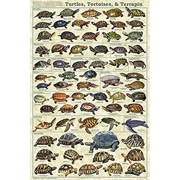 Turtles, Tortoises, & Terrapin Laminated Educational Science Animal