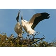 thumbnail image 2 of Rotenberg, Nancy 32x23 Gold Ornate Wood Framed with Double Matting Museum Art Print Titled - FL, Wood stork pair on nest in courtship display, 2 of 4