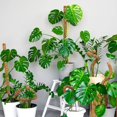 thumbnail image 2 of Hongchun Moss Pole Hemp Rope Non-deformed Sturdy Easy to Install Absorption DIY Bendable Plant Support Steels Indoor Outdoor 4pcs 60cm, 2 of 5