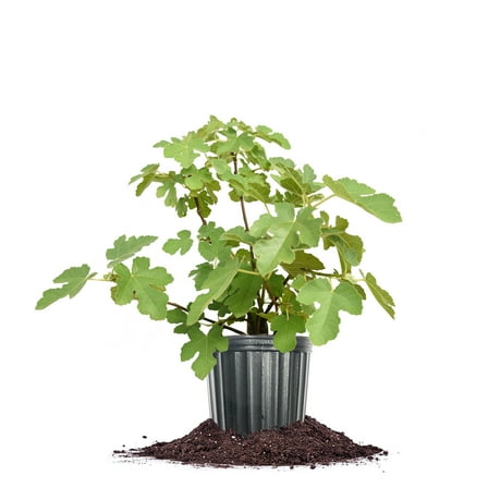 Perfect Plants Chicago Hardy Fig 3 Gallon