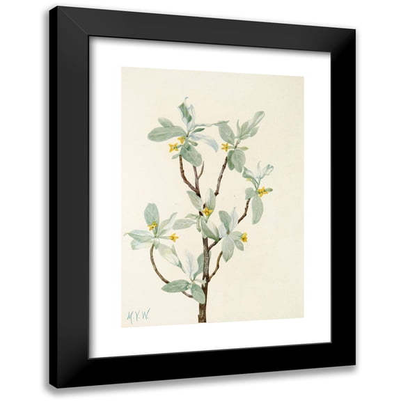 Mary Vaux Walcott 11x14 Black Modern Framed Museum Art Print Titled - Silverberry (Flower). (Elaeagnus Changed) (1925)