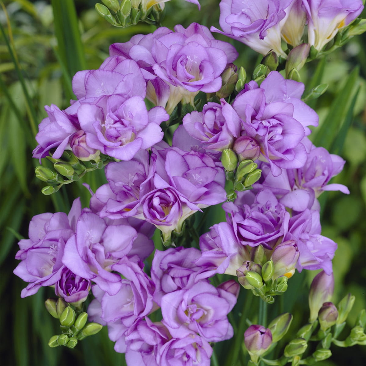 Van Zyverden Freesias Double Blooming Lavender Set of 25 Bulbs Purple