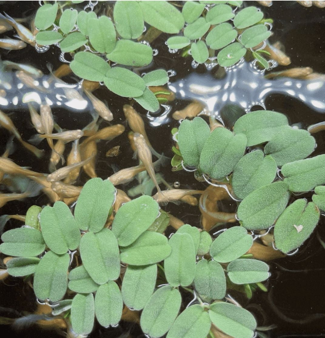 30+ Leaves Salvinia oblongifolia Live Aquarium Floating Plant | Easy Care | Natural Fish Tank Plant