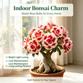 thumbnail image 4 of Desert Rose, Shade Plant for Gardens-Easy Grow-Low Maintenance-Ideal for Beds Borders, Plant Pots & Planters, 4 of 5