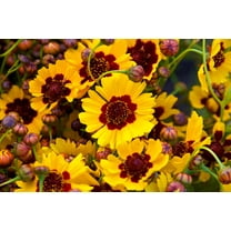 1000 GOLDEN WAVE COREOPSIS (Goldenmane Tickseed) Coreopsis Basalis Flower Seeds