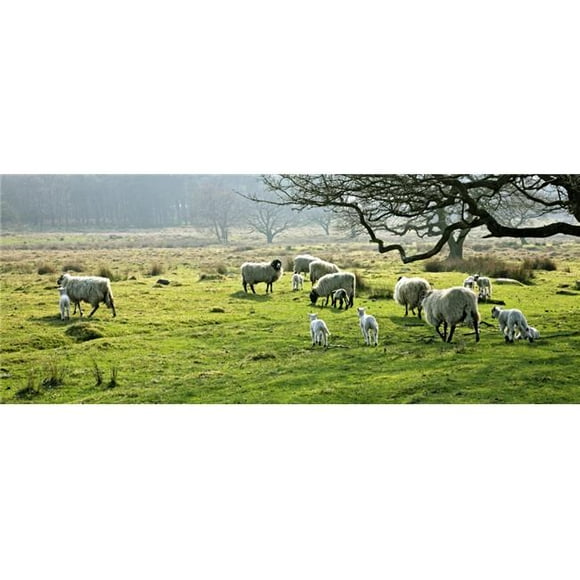 Posterazzi DPI1808190 Sheep Grazing in a Pasture Derbyshire England Poster Print by John Doornkamp, 24 x 9