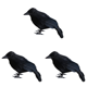 thumbnail image 2 of 3 Piezas Terror Animal Pájaro Plástico Y Plumas Halloween para El Fiesta, 2 of 7