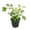 1 Plant, variant on Silver Dollar Fern - 1 Live Starter Plant - Adiantum Peruvianum - Rare and Exotic Beautiful Clean Air Indoor Houseplant Ferns