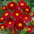 thumbnail image 3 of 100 Seeds| Robinson's Red Chrysanthemum Seeds [BUY 3 GET 1 FREE] #N010, 3 of 3