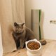 thumbnail image 5 of Cuenco Elevado De Cerámica Para Gatos Cuenco Para Comida Y Agua Para Mascotas Vómito Y Platos Espinales Adecuados Para Perros Pequeños Gatos De Cara Gorda Y, 5 of 7