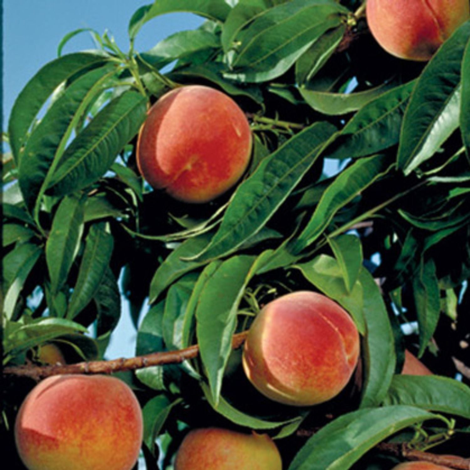 Expert Gardener 1-2 ft. Tall Earligrande Peach Live Tree in 1- Gallon Grower Pot