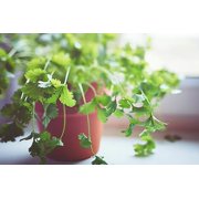 Cilantro Plant Potting Mix - Unlock Rich Growth and Flavorful Leaves with Our High-Performance Formula - 20 Quart